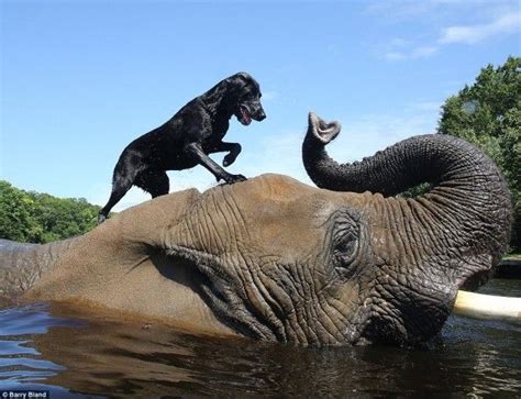 Dog And Elephant Become Best Friends Animals Friendship Unusual