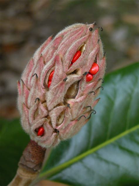 The sweet gum tree a forty foot tall sweet gum tree rises from the northeast corner of my back yard. The bright red seeds in the cones of the Southern Magnolia ...