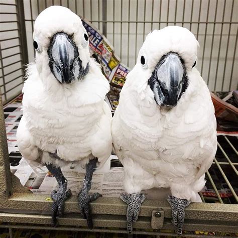 The goffin's cockatoo can be a charming, playful and affectionate companion. Goffin cockatoo - Grace Parrots