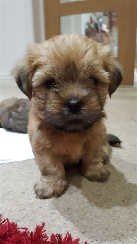 If the chihuahua parent of the puppy had short hair, it is likely to produce a combination of short hair with wisps of longer ones, or possibly the reverse. 3/4 Shih-tzu 1/4 Chihuahua | Stockport, Greater Manchester | Pets4Homes