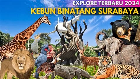 Kebun Binatang Surabaya Zoo Terbaru ‼ Kondisi Terkini Dan Harga Tiket