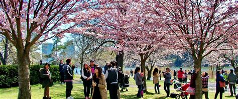 Best Places To See Cherry Blossoms In Toronto Help Weve Got Kids