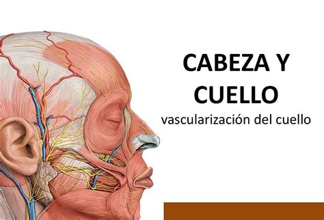 Cabeza Y Cuello Anatom 237 A De Superficie Netter Blog Riset