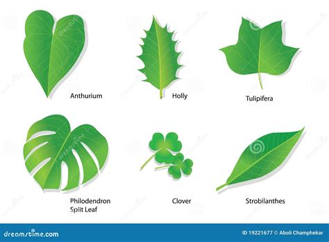 Tropical Leaves With Botanical Names Stock Vector Illustration Of