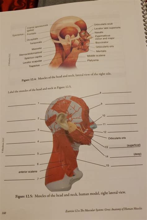 Galea Anatomy Anatomy Diagram Book