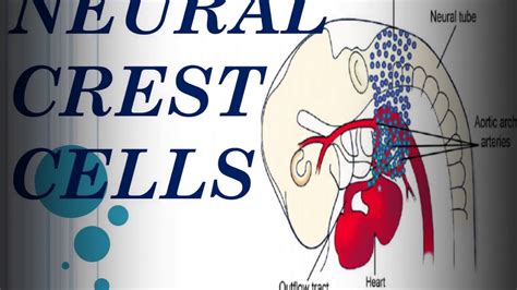 Neural Crest Cells Oral Pathology Youtube