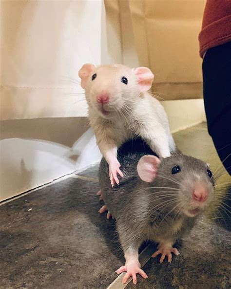 Igotrats 1 Online Rat Shop Pet Rats Funny Rats Cute Rats