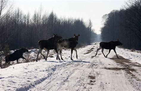 Wildlife Thrives At Chernobyl