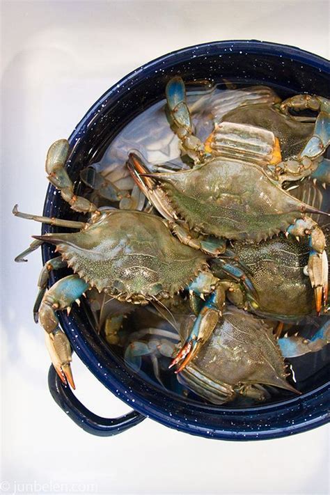 How To Catch And Cook Blue Crabs Blue Crabbing In The Outer Banks