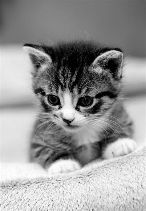 Animals And Pets Baby Animals Cute Animals Kittens Cutest Baby