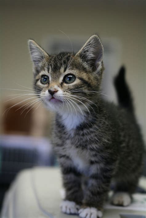curious little kitten portrait by caruba magical meow