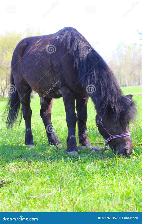 Brown Pony Grazing Stock Image Image Of Farm Grass 51761357