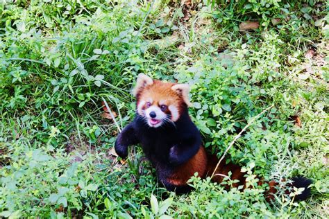 Free Images Baby Panda Mammal Vertebrate Red Panda Bear Nature