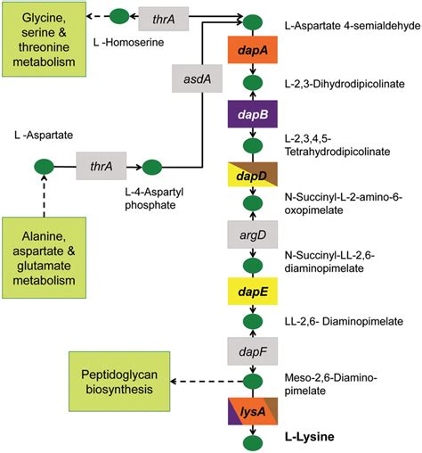 Construction Of Multiple Dkos The Lysine Biosynthesis Pathway In E