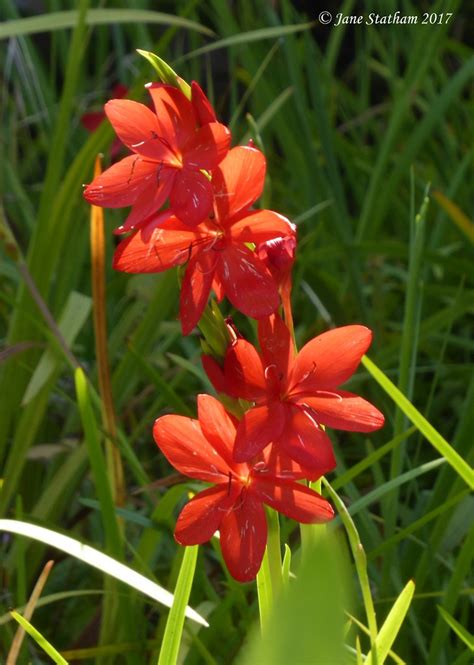 River Lily Or Crimson Flag Lily ~ Hesperantha Coccinea Flickr