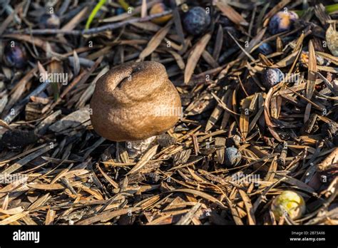 Wild Mushroom After Rain Stock Photo Alamy