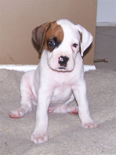 23 Free White Boxer Puppies Pic Bleumoonproductions