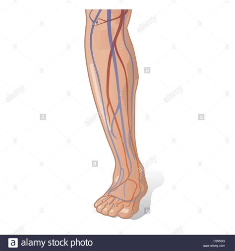 Besonders gefährlich sind blutgerinnsel als folge von gehirnblutungen. Leg Arteries Stockfotos & Leg Arteries Bilder - Alamy