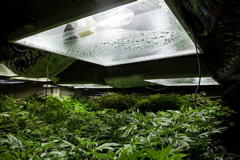 What light to use for flowering stage. Which Growing Lights Are Better for Indoor Weed Plants ...