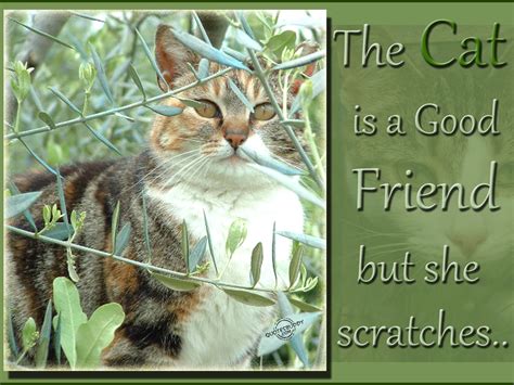 Cat ends up flirting with him and they both share a nice spanish conversation before they spend the whole day together. Cat Friendship Quotes. QuotesGram