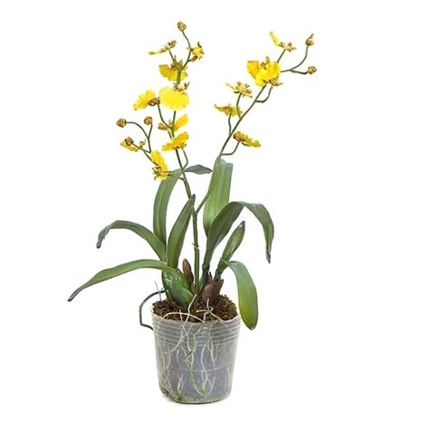 Buy Oncidium Goldiana Dancing Lady Orchid Orchid Plant Online At