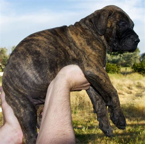 Blaze is 11.5 years old now (april 2018) and still takes her daily walks and keeps my daughter and her family. bullmastiff dogs | Best Bullmastiff Puppies| Brindle ...