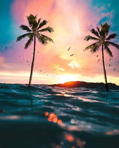 Laguna Beach California ©matt Garcia Palm Tree Silhouette Sunset