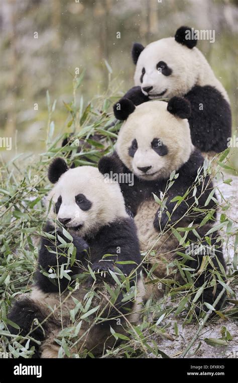 Three Subadult Giant Pandas Feeding On Bamboo Ailuropoda Melanoleuca