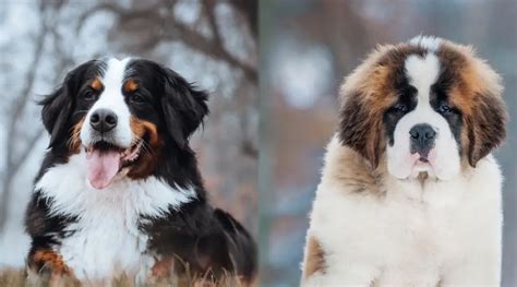 Bernese Mountain Dog Vs Saint Bernard Differences And Similarities