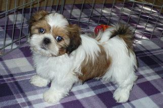 Good looking and playful samoyed puppies 12 weeks old. View Ad: Shih Tzu Puppy for Sale near Arizona, TUCSON, USA ...