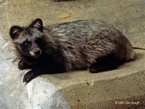 Raccoon Dog Nyctereutes Procyonoides The Raccoon Dog A Flickr