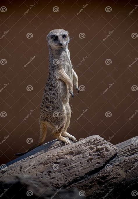 Meerkat Standing Sentry Stock Image Image Of Conservation 69420649