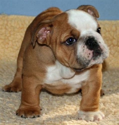 Suburban bullies is located about 30 miles north of dallas, texas within the beautiful city limits of mckinney, texas. english bulldog puppies for sale in texas | Zoe Fans Blog ...