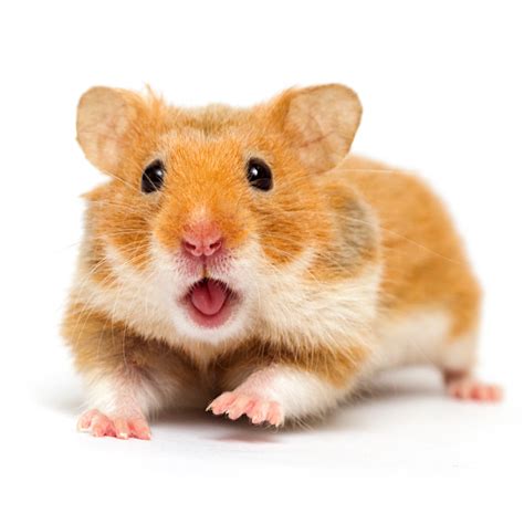 Syrian Hamster Golden Hamster Information Drd Knaagdierwinkel