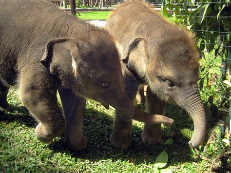 Baby Elephants Two Playful Baby Elephants In Bali Very Cu Terry