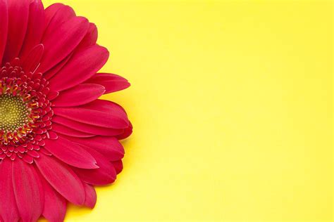 🔥 Download Pink Gerbera Daisy On Yellow Background Photograph By