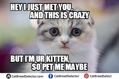 Funny Cat Pin Cat Quotes Cat Memes Funny Cat Memes