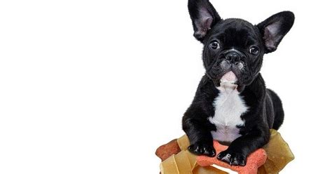 Marty provides the healthy nutrition your pet needs… and the flavor your pet will absolutely love. dr marty dog food review