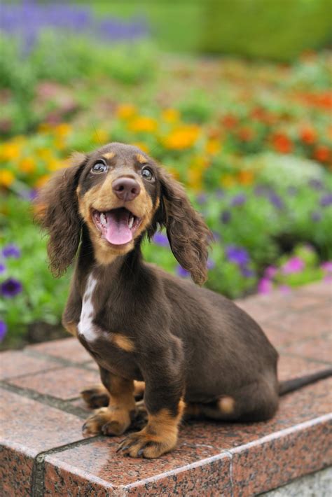 Adorable Dog Breeds You Need In Your Life Large Dog Breeds Dachshund