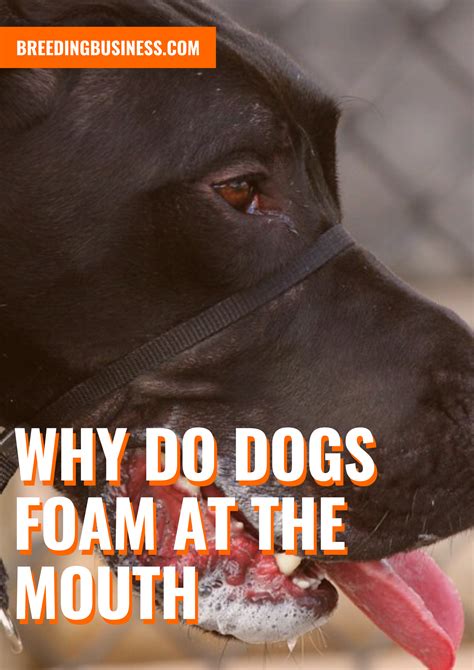 Why Do Dogs Foam At The Mouth Reasons Solutions Prevention And Faq