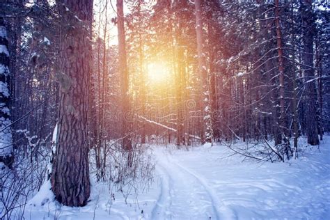 Landscape With Winter Forest And Bright Sunbeams Sunrise Sunset In