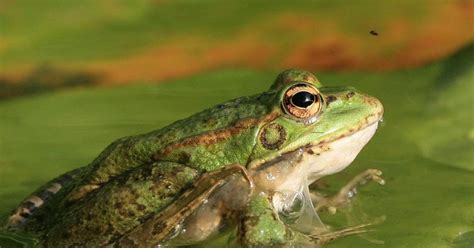 Arts and entertainment in kota kinabalu. Bermimpi Katak » DreamsAstro