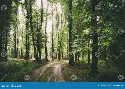 Road Through Green Forest In Summer Stock Photo Image Of Landscape
