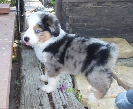 Looking for a puppy or dog in georgia? ASDR MINI AUSSIES!!! for Sale in Hoisington, Kansas ...