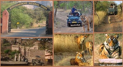 Ranthambore Tiger Safari One Of The Best Places For Safari In India