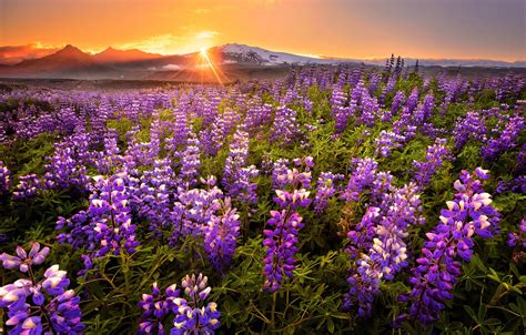 Wallpaper Field Sunset Flowers Mountains Panorama Images For
