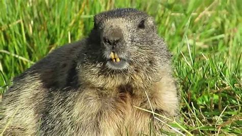 Swistak alpejski (Marmota marmota) , Alpenmurmertier - YouTube