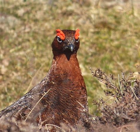 Red Grouse By Jarrow Birder Birdguides