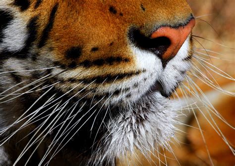 Try to see if you can see other symptoms such as watery eyes. Free Bengal Tiger Whiskers Stock Photo - FreeImages.com