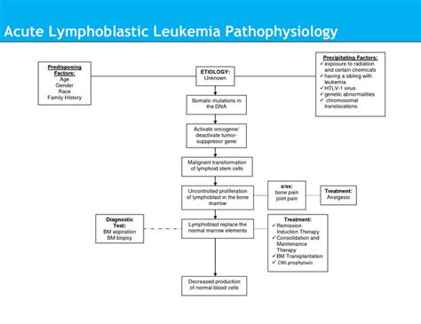 Acute Lymphoblastic Leukemia Pathophysiology Acute Lymphoblastic
